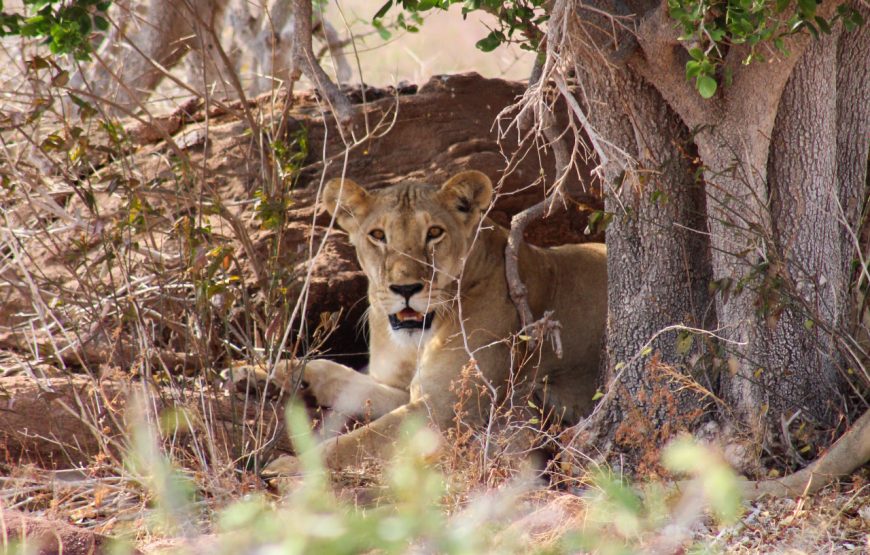 Tsavo East (2 days, 1 night)
