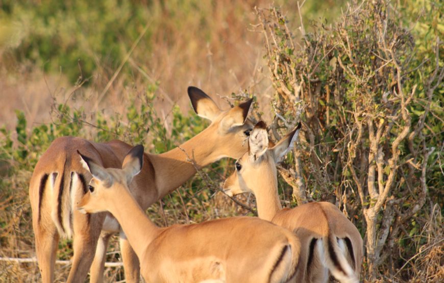 Tsavo East (1 day)