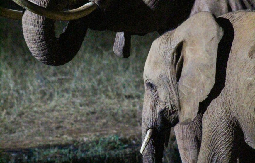 Tsavo East (2 days, 1 night)