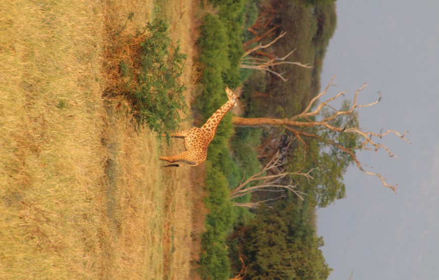 Tsavo East (1 day)