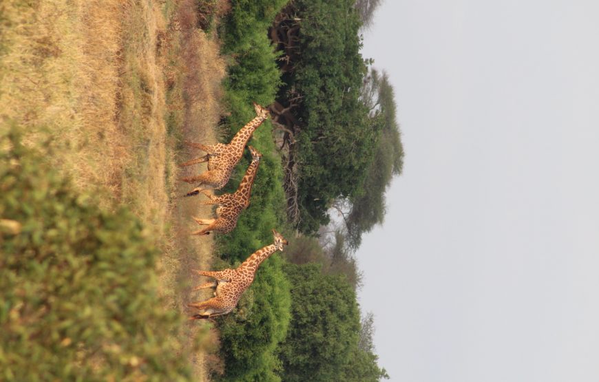 Tsavo East (2 days, 1 night)