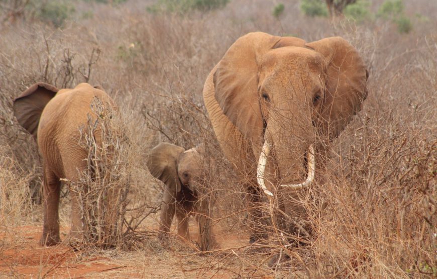 Tsavo East (2 days, 1 night)