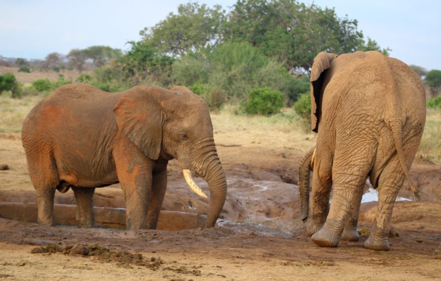 Tsavo East (1 day)
