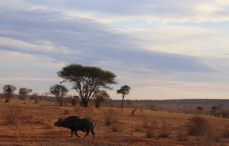 Tsavo East (2 days, 1 night)