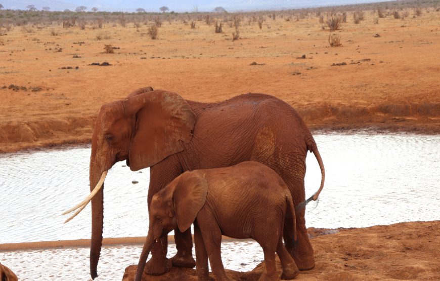 Tsavo East (2 days, 1 night)