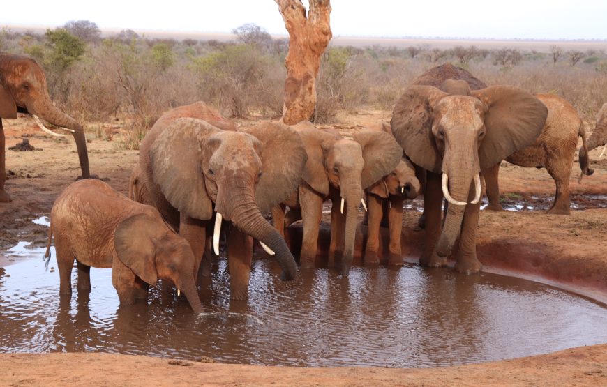Tsavo East (2 days, 1 night)