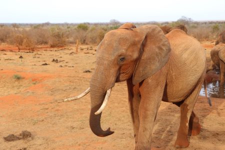 Authentic African Experience