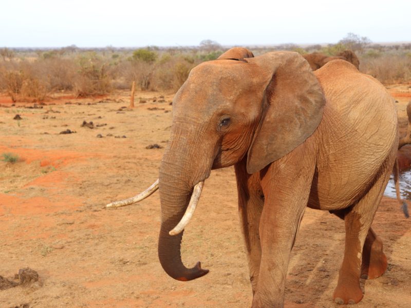 Authentic African Experience