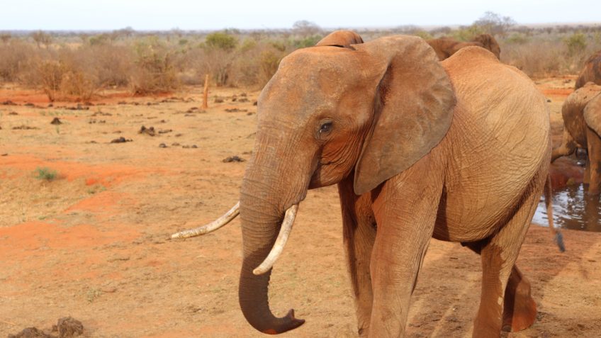 Authentic African Experience