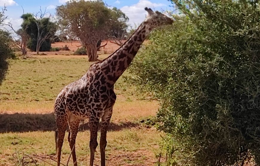 Tsavo East (3 days, 2 nights)