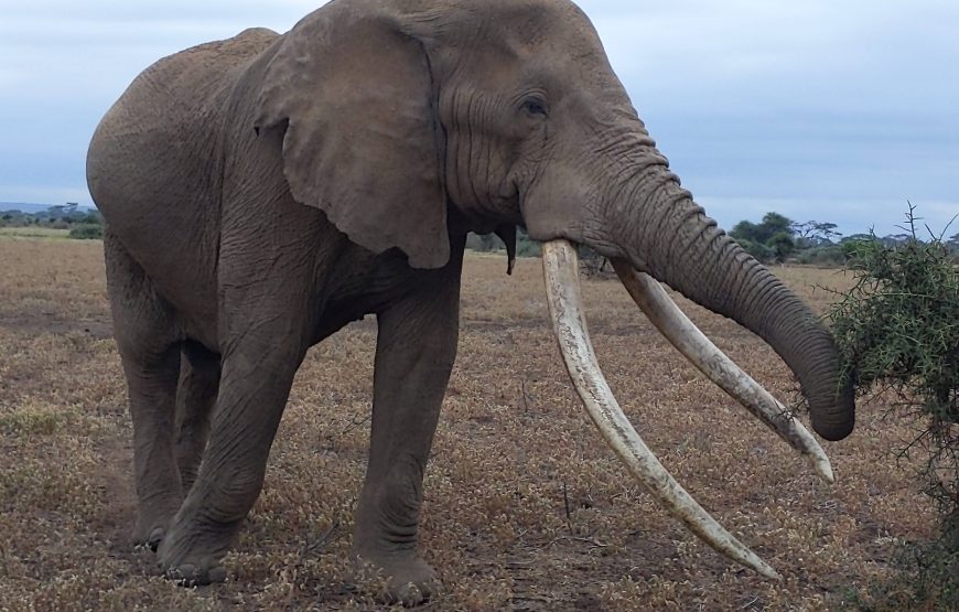 Tsavo East (3 days, 2 nights)