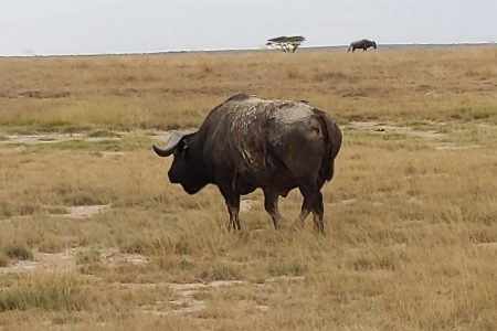 Authentic African Experience