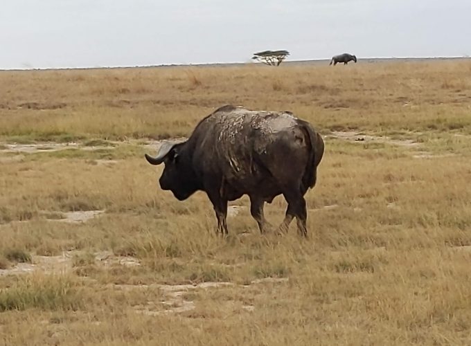 Authentic African Experience