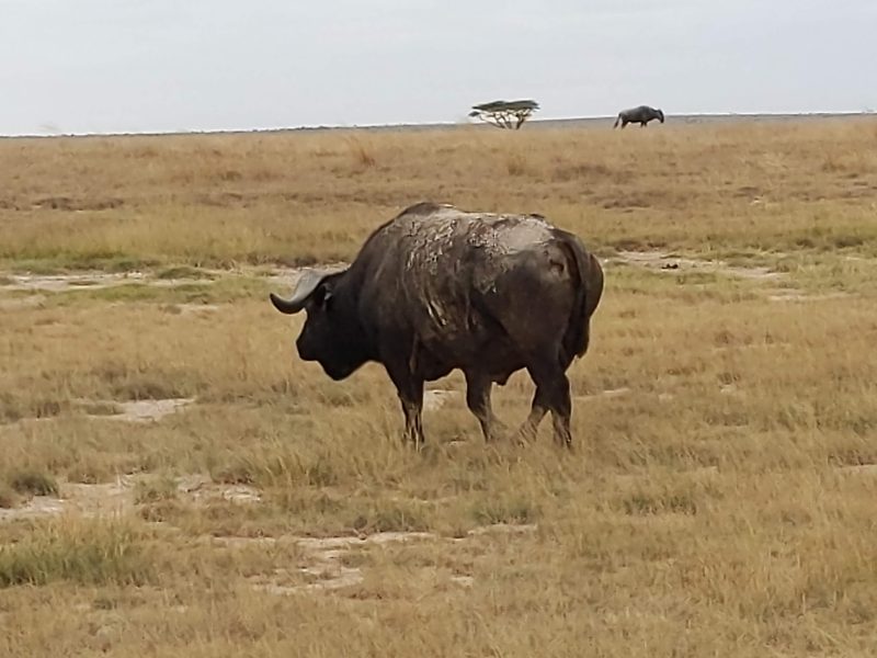 Authentic African Experience