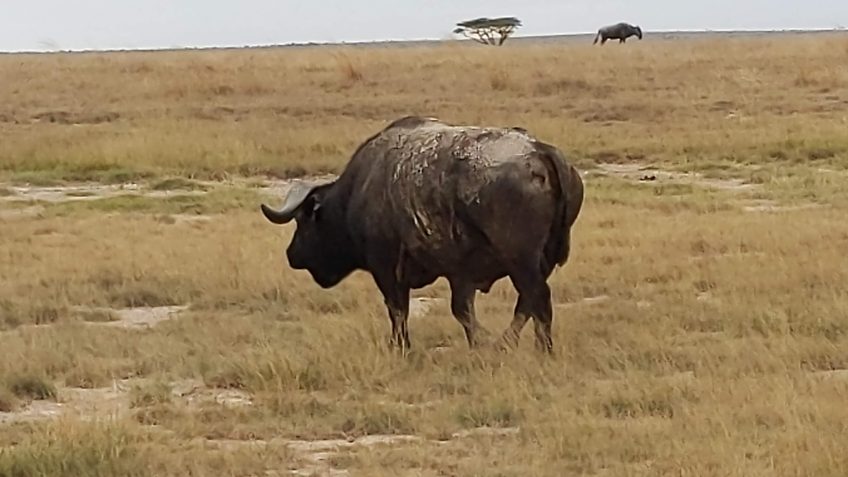 Authentic African Experience