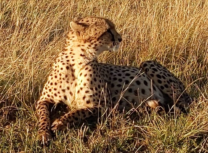 Authentic African Experience