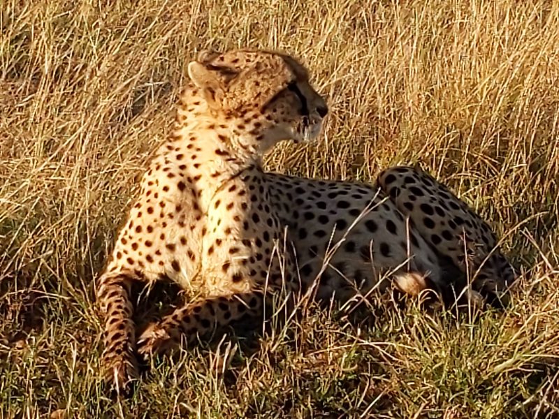 Authentic African Experience