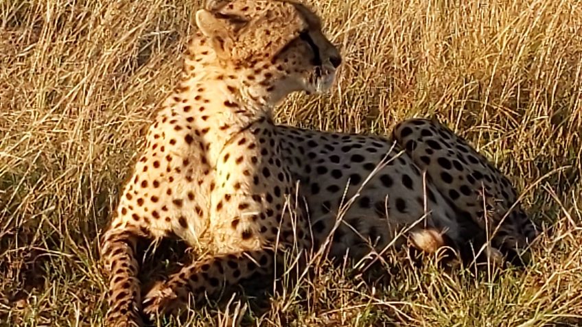 Authentic African Experience