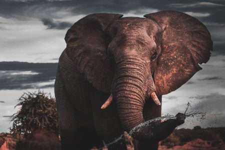 Authentic African Experience