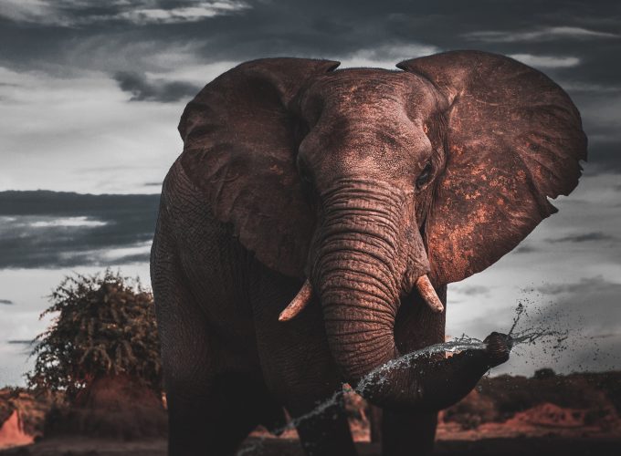 Authentic African Experience