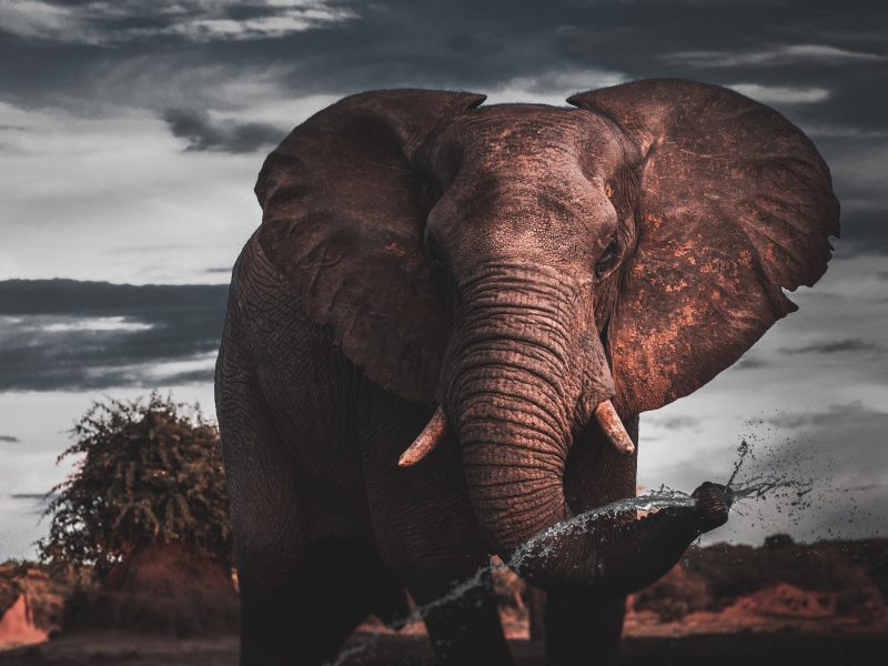Authentic African Experience