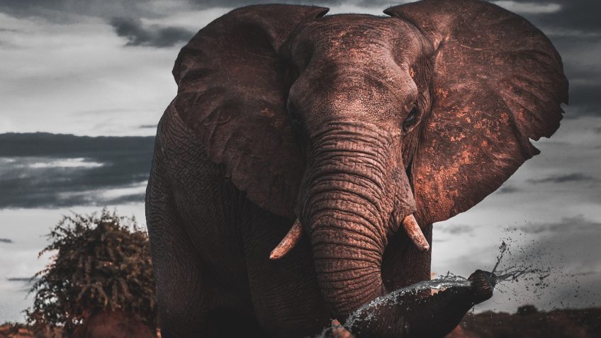 Authentic African Experience