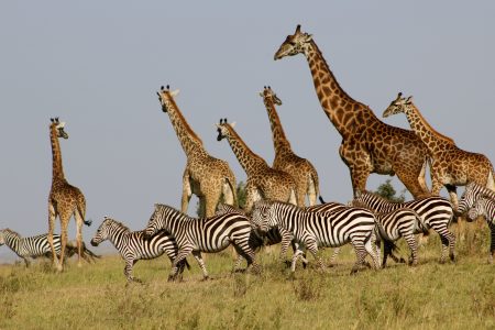 Authentic African Experience