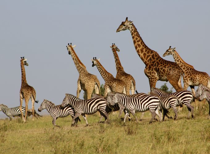 Authentic African Experience