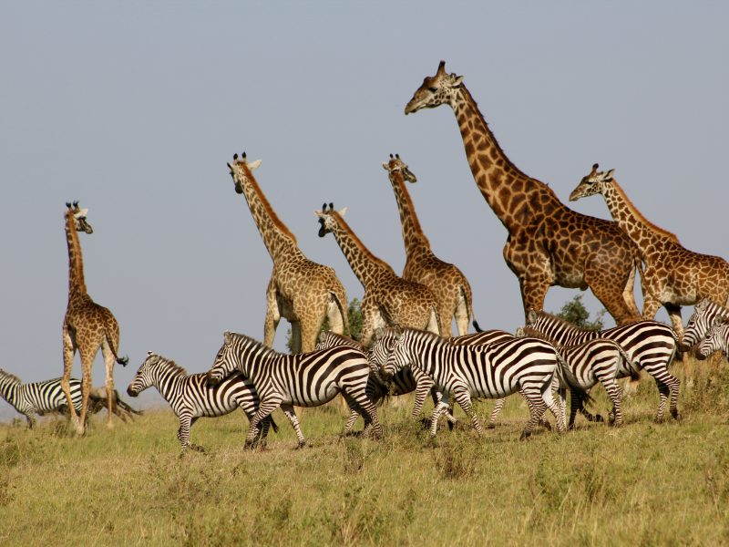 Authentic African Experience