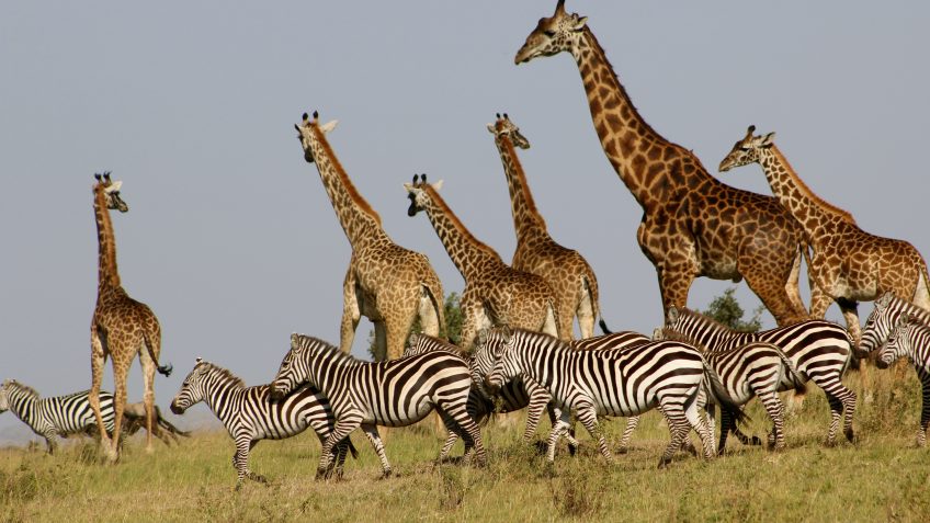 Authentic African Experience