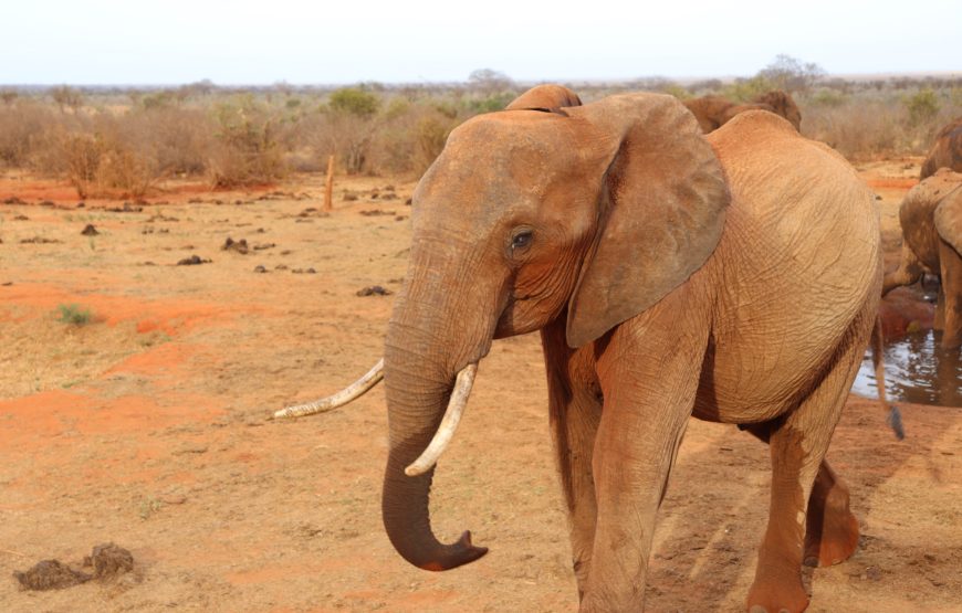 Tsavo East (1 day)