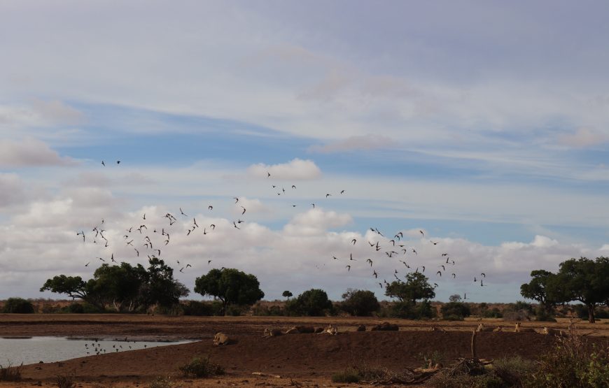 Tsavo East (1 day)