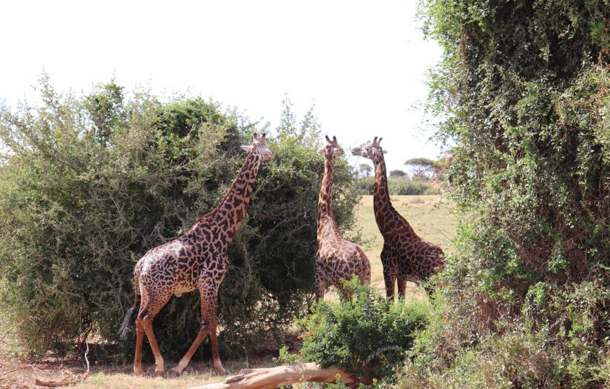 Tsavo East (1 day)