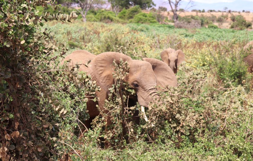 Tsavo East (1 day)