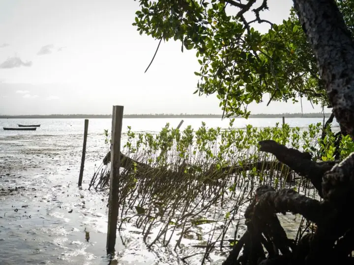 Kayaking the mangroves of Mida Creek, Watamu