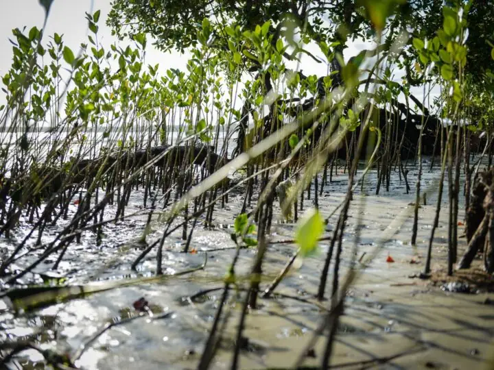 Kayaking the mangroves of Mida Creek, Watamu
