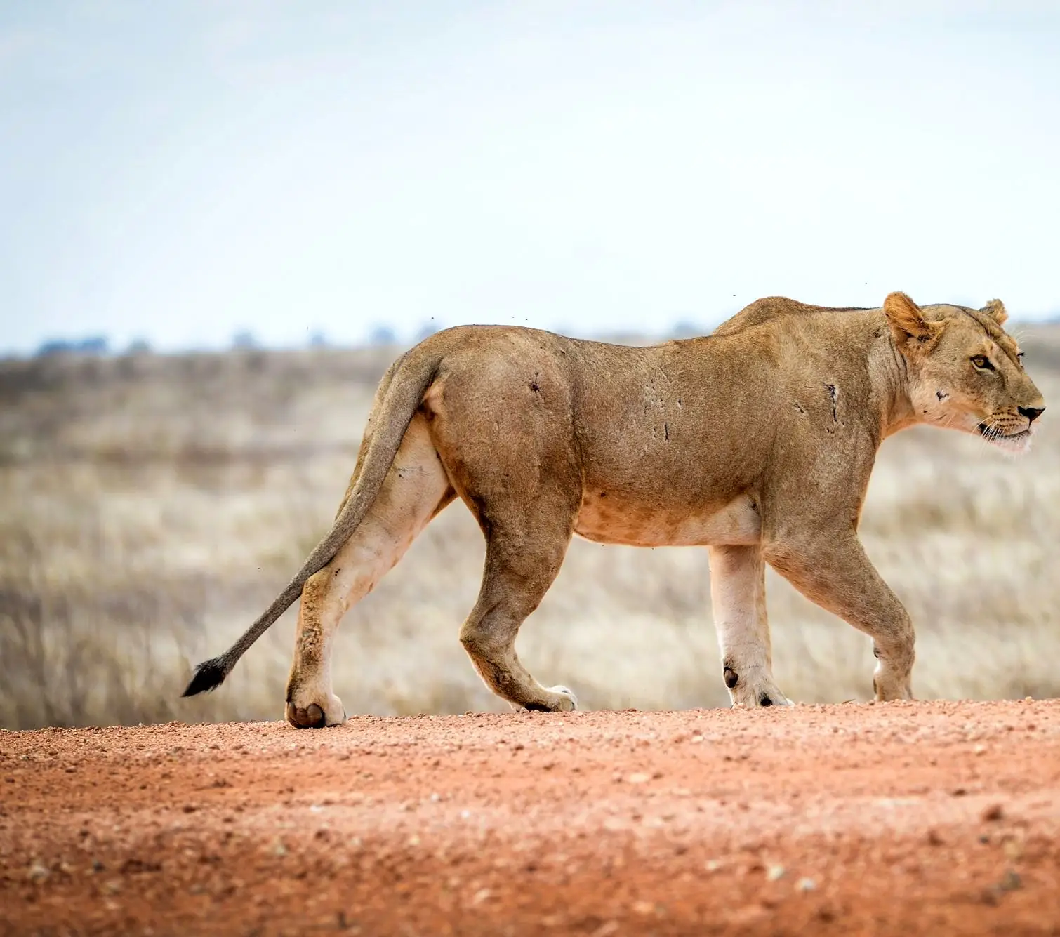 Game drive in Tsavo East National Park, Kenya
