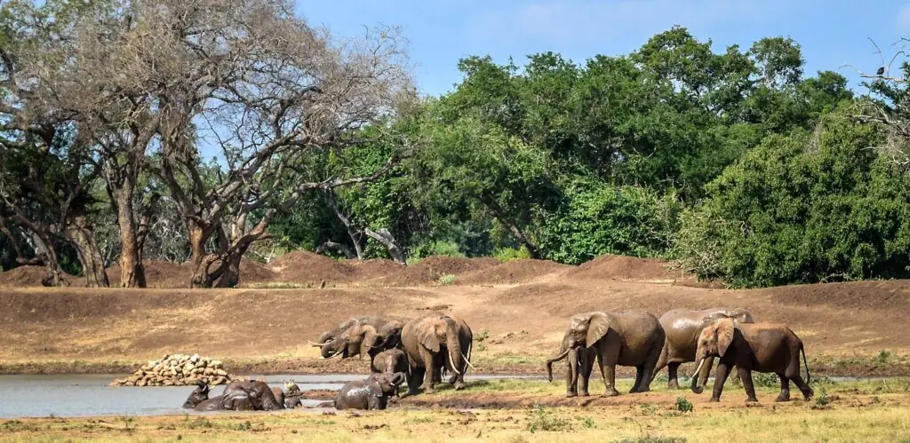 Game drive in Tsavo East National Park, Kenya