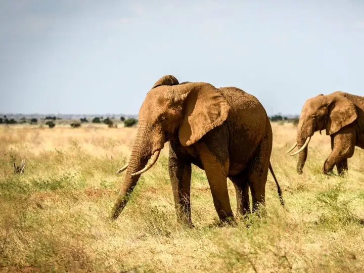 Game drive in Tsavo East National Park, Kenya