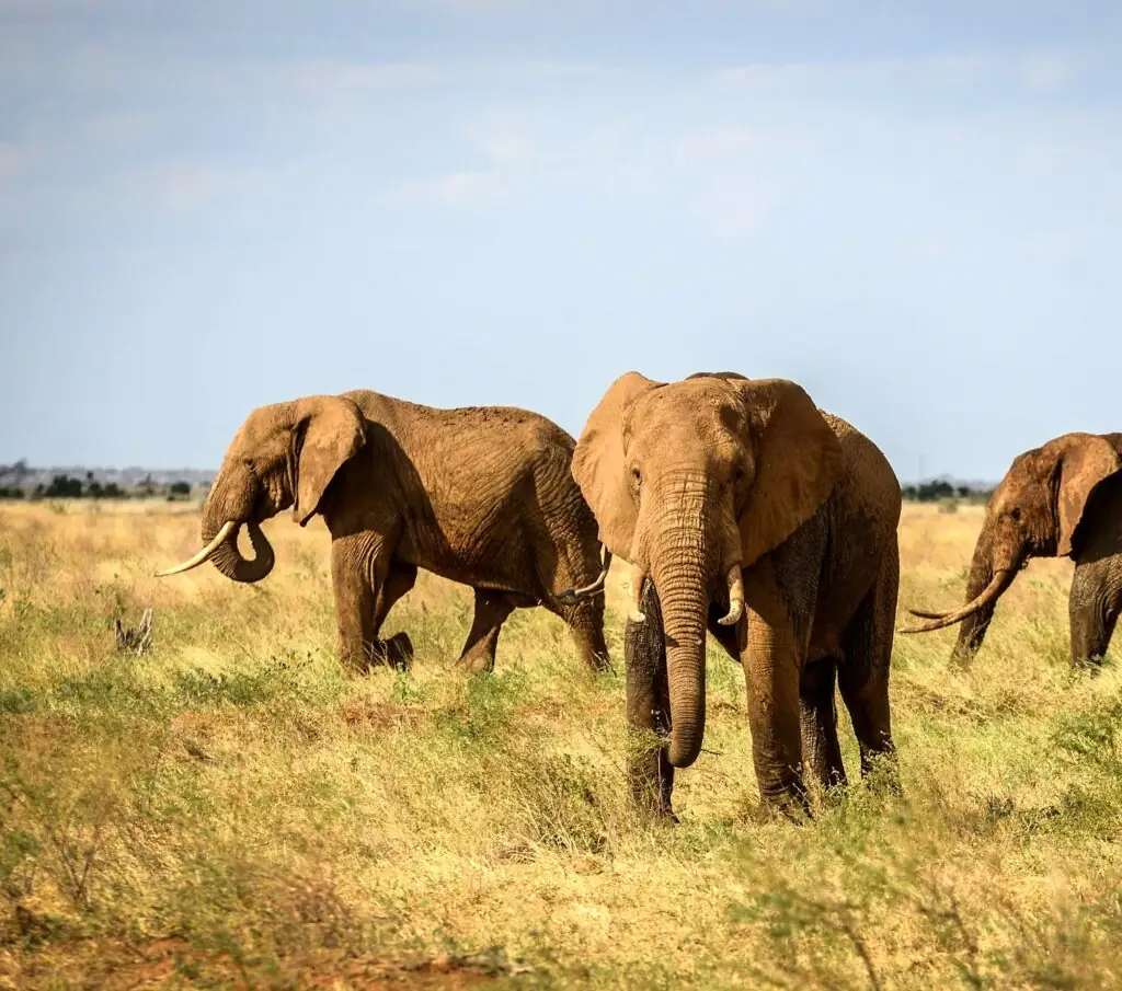Game drive in Tsavo East National Park, Kenya