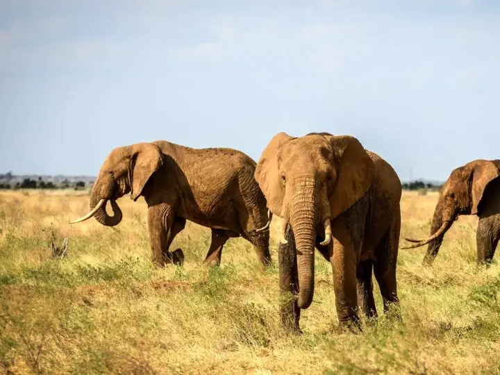 Game drive in Tsavo East National Park, Kenya