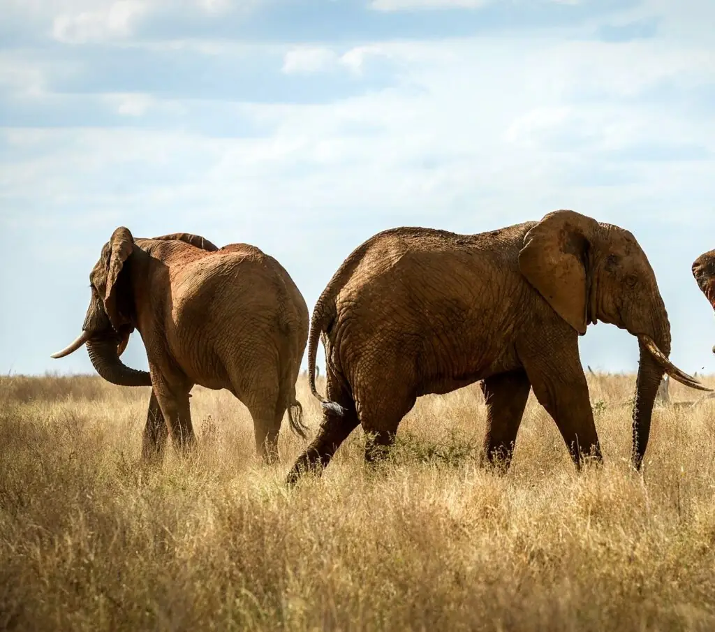 Game drive in Tsavo East National Park, Kenya