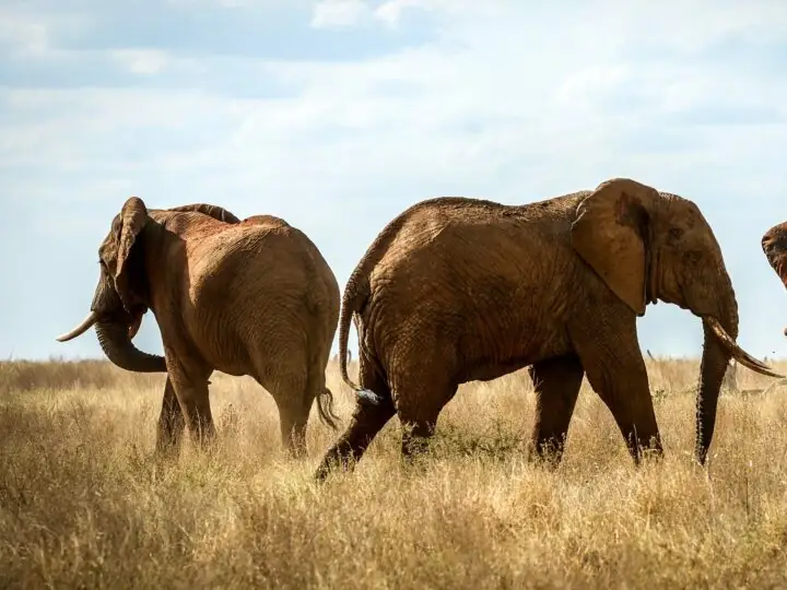 Game drive in Tsavo East National Park, Kenya