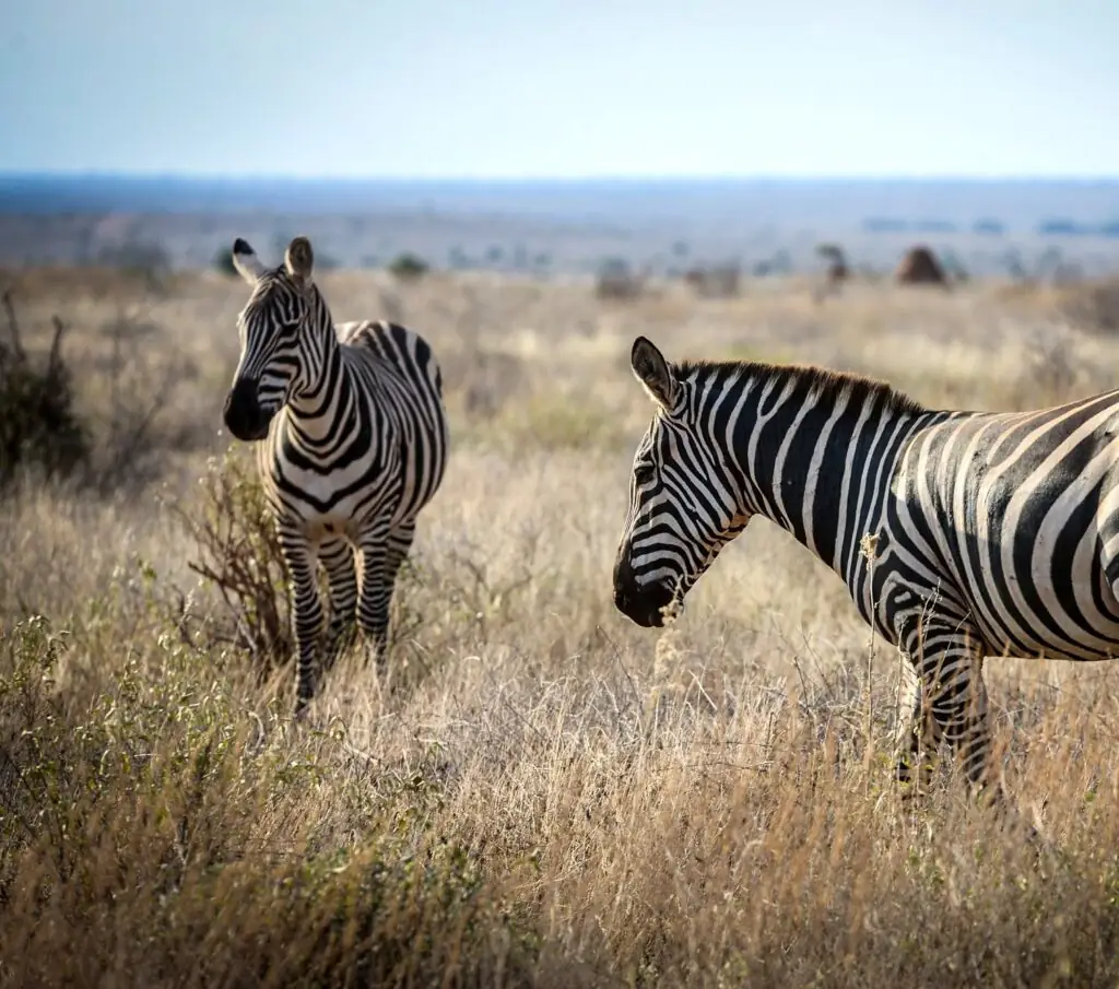 Game drive in Tsavo East National Park, Kenya
