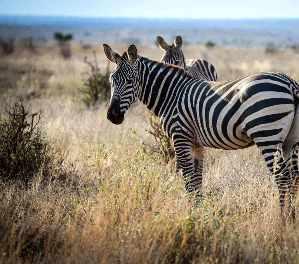 Game drive in Tsavo East National Park, Kenya