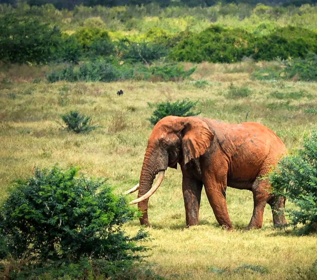Game drive in Tsavo East National Park, Kenya