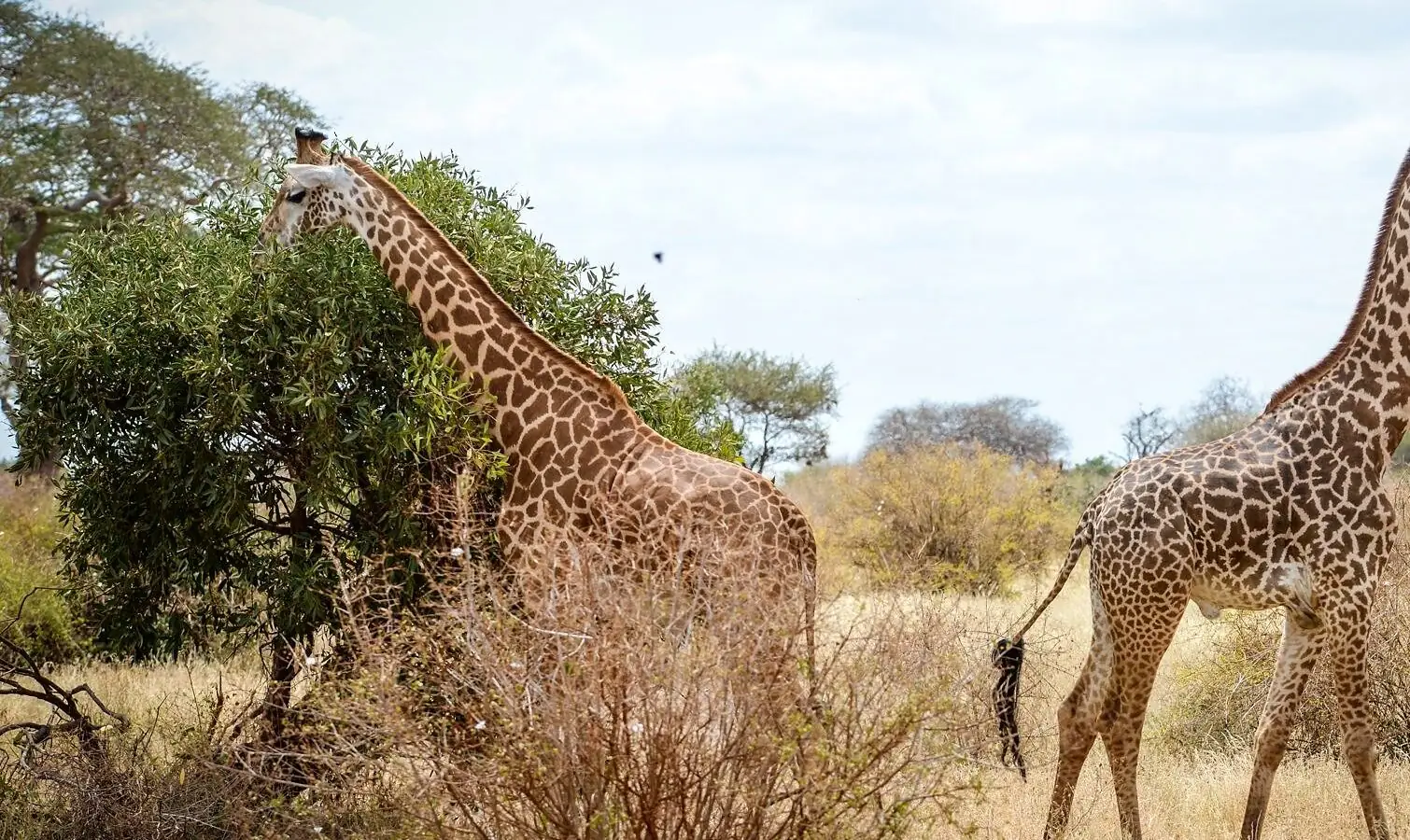 Game drive in Tsavo East National Park, Kenya