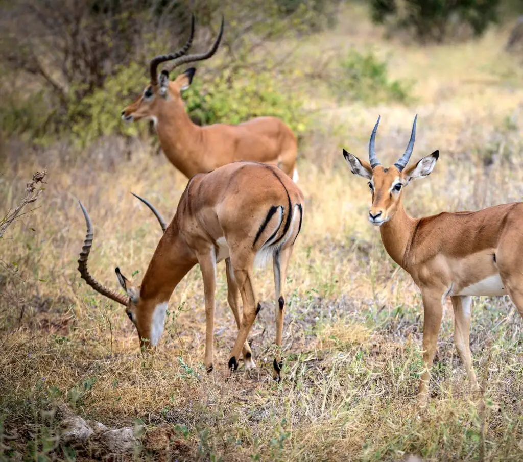 Game drive in Tsavo East National Park, Kenya