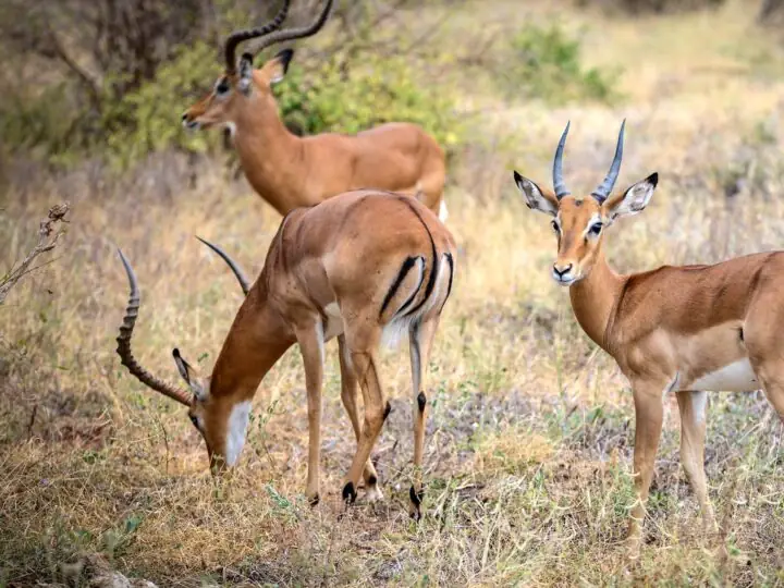 Game drive in Tsavo East National Park, Kenya