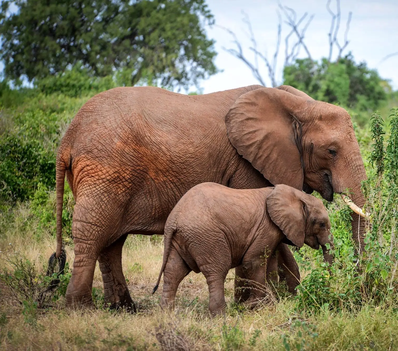 Game drive in Tsavo East National Park, Kenya
